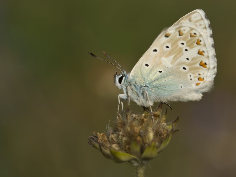 Tutte Polyommatus coridon?  S !